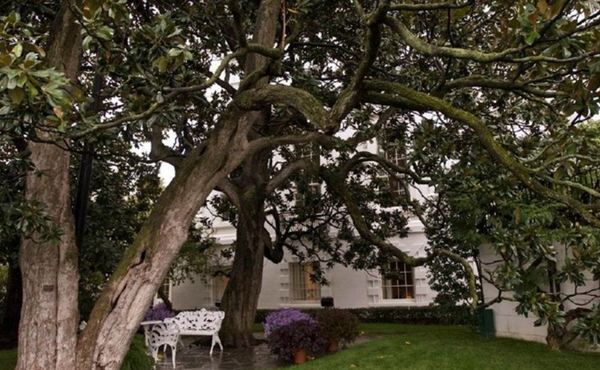 Меланія Трамп розпорядилася спиляти 200-річну магнолію, росшую перед Білим домом. Історичне дерево, висаджена в XIX столітті президентом Ендрю Джексоном, знаходилося в жалюгідному стані. Перша леді Меланія Трамп прийняла рішення прибрати магнолію, щоб не наражати на небезпеку відвідувачів Білого дому.