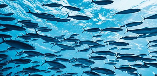 Вчені зареєстрували найгучніший звук океану і це була оргія риб. Якщо на тебе з подружкою або дружиною косо дивляться сусіди, сміливо заяви: «Це ви ще окуня не чули!».