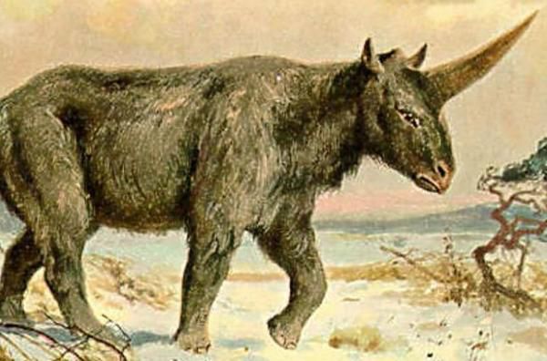 Палеонтологи виявили останки останнього сибірського єдинорога. Вік останків оцінюється в 29 тисяч років.