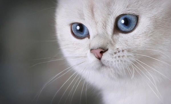 Сечокам'яна хвороба у котів (кішок): симптоми, лікування, профілактика. Сечокам'яна хвороба у котів або уролітіаз – це утворення піску і сечових каменів у нирках або сечовому міхурі, які можуть проходити або затримуватися в сечоводах і уретрі, супроводжуватися виділенням крові в сечу. Кожна четверта кішка чи кіт схильні сечокам'яної хвороби або скорочено МКБ. Прийняти цей факт складно, але потрібно – ваша кішка у групі ризику!