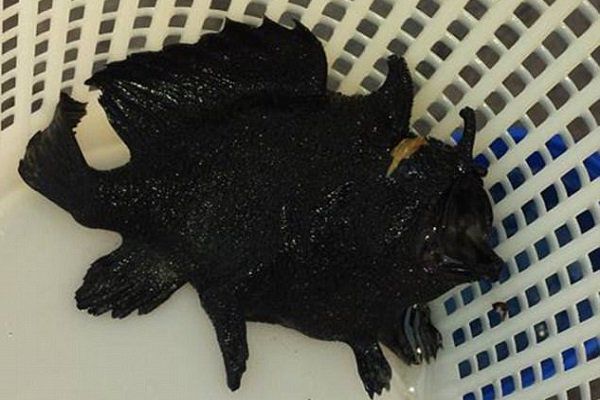 В Австралії виловили триногу рибу-монстра. Мешканка Австралії зловила триногу рибу і поділилася фото з істотою у соцмережах, щоб ідентифікувати її.