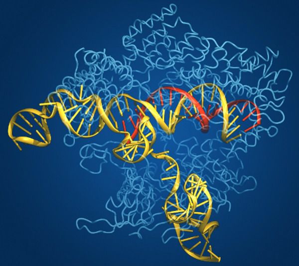 Генно-модифіковані "супер-коні" можуть брати участь в Олімпіаді з 2019 року. Crispr – це генно-інженерна технологія, при якій можна внести багато точних змін в ДНК.