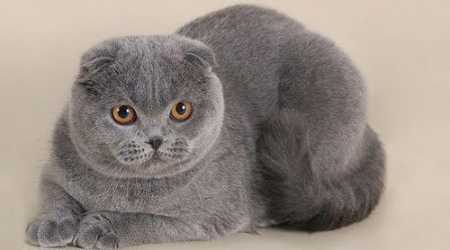 Британська кішка: загальний опис породи, характер. Британські пушистики схожі на плюшевих ведмежат. Це компактні і при цьому потужні коти.