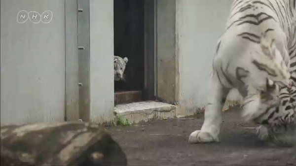 В Японії тигреня до жаху налякало дорослого звіра. Дитинча білого тигра з засідки спостерігає за дорослим тигром, який ліниво ніжиться на вулиці. 