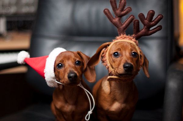 Веселі і смішні привітання з Новим роком 2018 собаки. Привітайте своїх близьких і друзів!