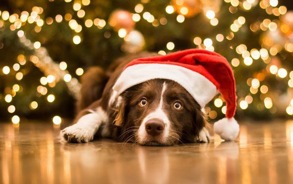 Чого слід остерігатися в 2018 році?. Люди, які викличуть у Собаки образу або агресію, можуть випробувати на собі злий і навіть бійцівську сторону характеру чотириногою. 