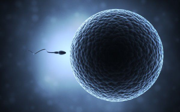 У США вчені на півдорозі до отримання синтетичного сперматозоїда. Експерти навчилися «робити» стовбурові клітини, використовуючи звичайні складові елементи шкіри. 