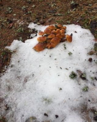 В російських лісах з-за аномальної зими стали рости гриби. На тлі цієї аномально теплої зими в російських лісах виросли гриби.