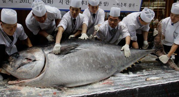 У Токіо за $ 323 тисячі продали блакитного тунця вагою в 405 кг. У Токіо за $ 323 тисячі, або за 35,45 мільйона ієн, був проданий блакитний тунець вагою в 405 кг.