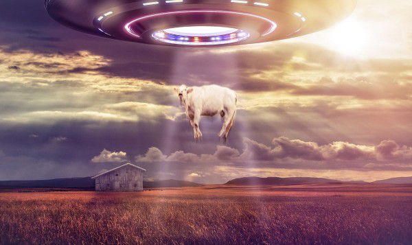 У Новій Зеландії помітили три НЛО і розтелилася корова. Жінка, яка представилася користувачам Мережі як фермер, вивела на поле корову і стала чекати, коли тварина «нагуляється». 
