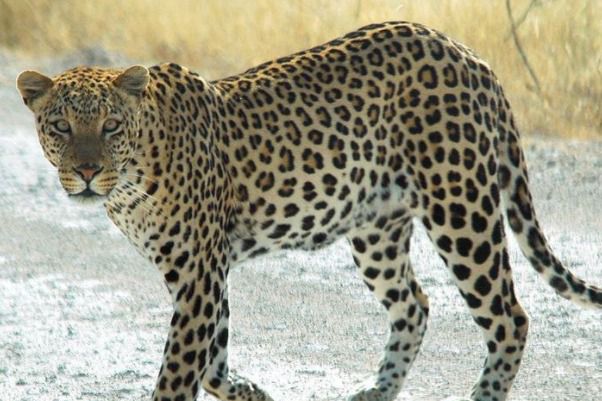 В Індії леопард з'їв двох дітей. Жахлива трагедія сталася в індійському штаті Мадхья-Прадеш, де дикий леопард вбив, а потім з'їв двох дітей.