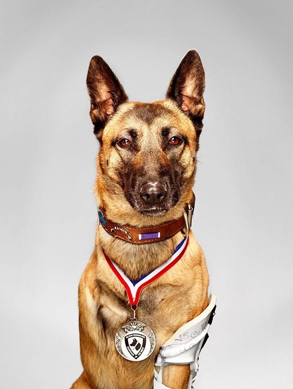 25 неймовірних історій про собак-героїв, які стали справжніми янголами-охоронцями. Справжні герої.