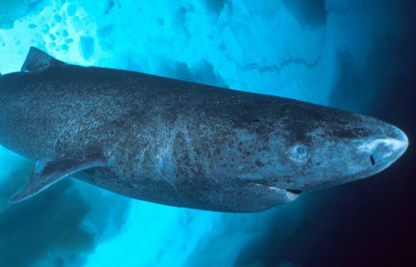Знайдена найстаріша у світі тварина. В північній частині Атлантичного океану знайшли імовірно найстаріше ніні існуюче тварина.