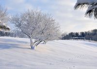 13 січня - Васильєва коляда, Васильєв вечір. Саме йому приписують винахід іконостасу, а також авторство багатьох проповідей.