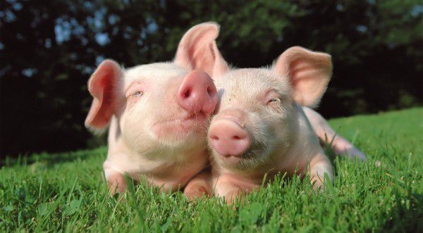 У Китаї свиня напала на м'ясників, звільняючи свого побратима. Інцидент зняли на відео і виклали в Інтернет. Про те, чи змогли м'ясники зловити тварин і яка їх подальша доля, невідомо.