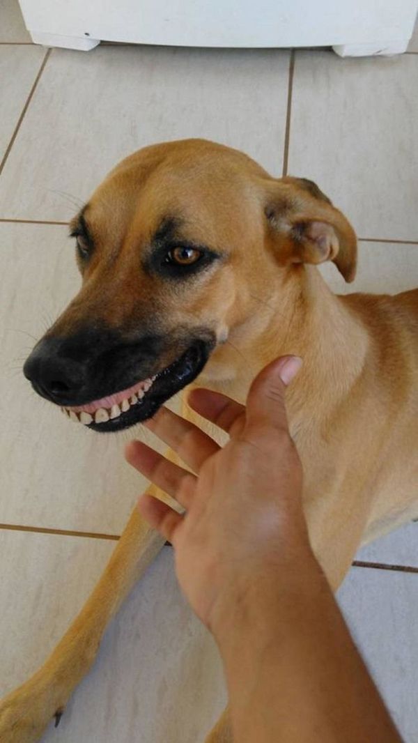 Власник ледь не помер від сміху, побачивши, що його собака викопала на задньому дворі. Собака з почуттям гумору.