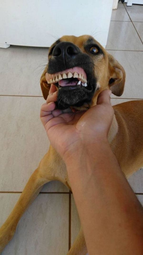 Власник ледь не помер від сміху, побачивши, що його собака викопала на задньому дворі. Собака з почуттям гумору.