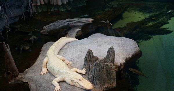 В Австралії виявили рідкісного білого крокодила. Тварина не вважається Альбіносом