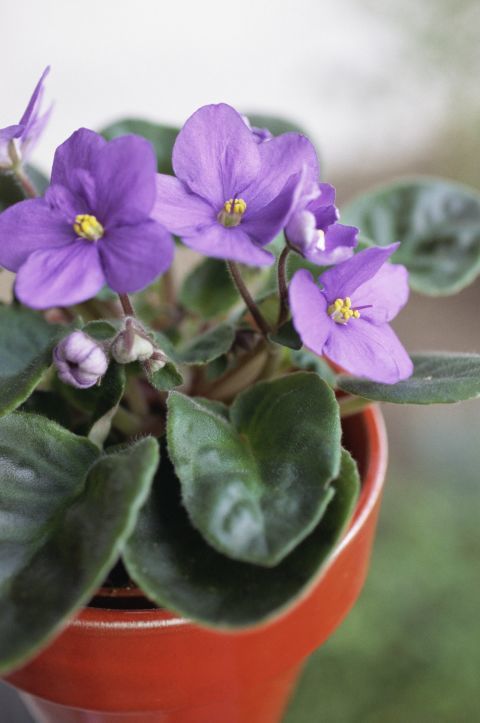 10 вагомих причин завести вдома як можна більше кімнатних рослин. Які квіти допоможуть вам розслабитися, які лікують, а які просто надихають...