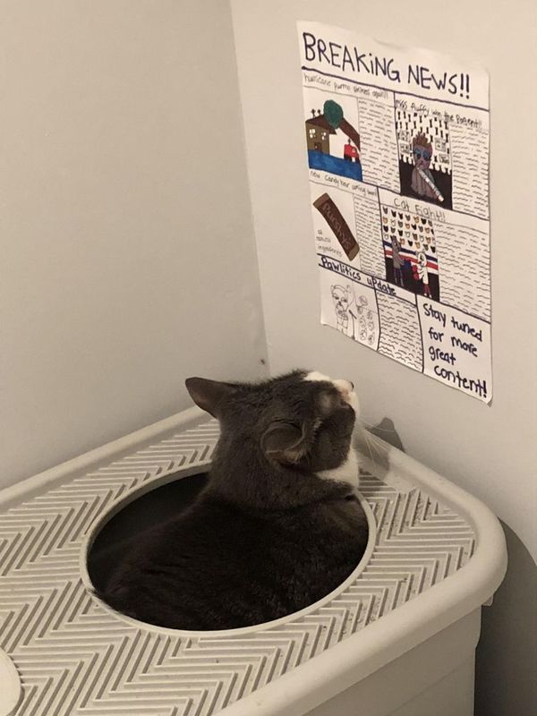 Діти намалювали газету для кішки, щоб вона читала її, коли ходить в туалет. Термінові новини.