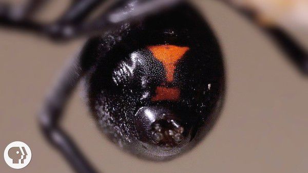За що самка чорної вдови з'їдає самця?. Самка павука виду Latrodectus mactans (чорна вдова) проводить все життя, латаючи і добудовуючи одну і ту ж павутину. Харчується вона, як і інші павуки, комахами, що потрапили в мережу. 