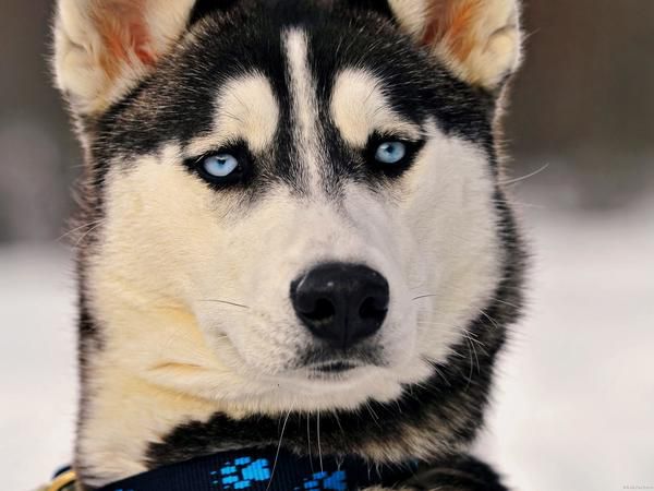 20 пунктів, які Вам доведуть, що Хаскі - це небезпечний звір! (фото). 1. Можна порахувати за плюс те, що хаскі мало їсть. Але не тут-то було, мало їсть він зі своєї миски, решту він жере в найближчій купі сміття на прогулянці. 