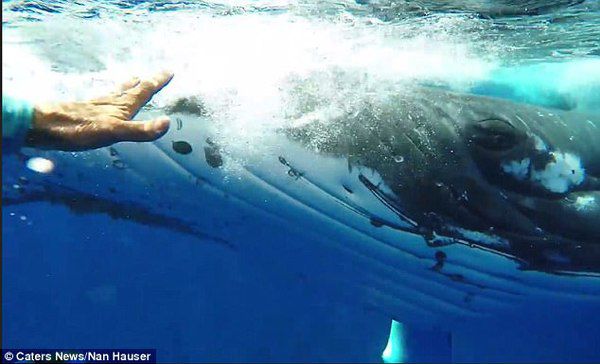 22-тонний кит врятував дайвершу від акули, заховавши її під плавцем. Неймовірне відео!. Хто ще сумнівається в інтелекті китів і дельфінів?