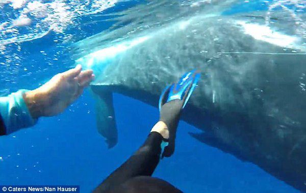 22-тонний кит врятував дайвершу від акули, заховавши її під плавцем. Неймовірне відео!. Хто ще сумнівається в інтелекті китів і дельфінів?