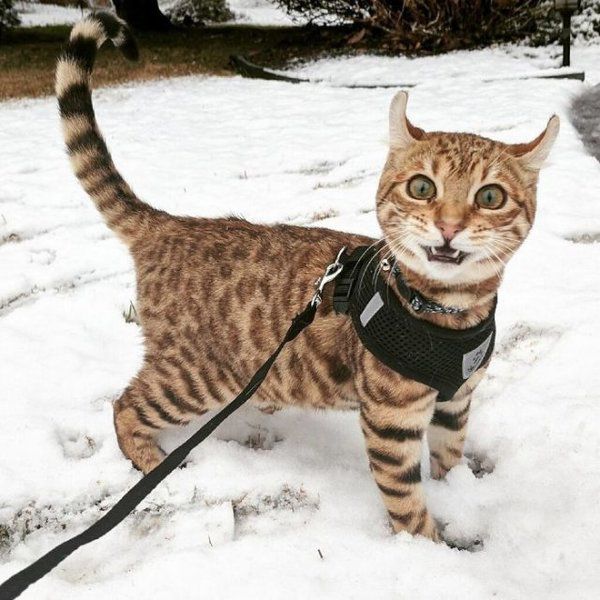Тварини вперше бачать сніг. Кумедні фото.