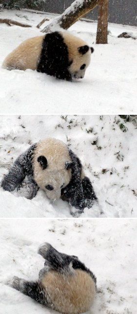 Тварини вперше бачать сніг. Кумедні фото.