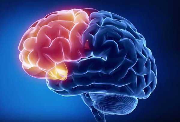 На відео показали рух думки через мозок. Візуалізувати розумовий процес змогли фахівці з Каліфорнійського університету Берклі