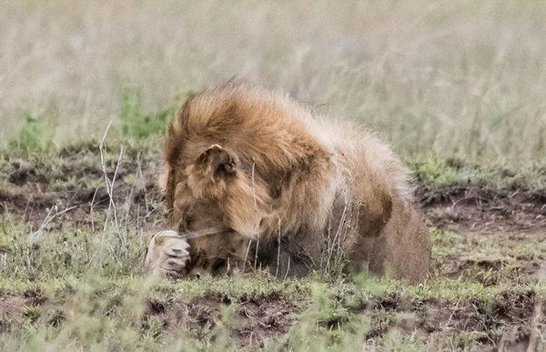 Сварка лева і левиці: фотограф показав кумедні знімки (фото). Під час перепалки самка не залишила сумнівів, хто в прайді головний.