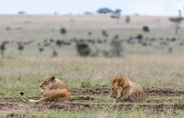 Сварка лева і левиці: фотограф показав кумедні знімки (фото). Під час перепалки самка не залишила сумнівів, хто в прайді головний.