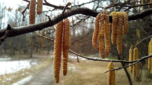 Природа в подиві! Як до Львова несподівано прийшла весна (фото). Незважаючи на снігопад у львівських парках квітнуть дерева.