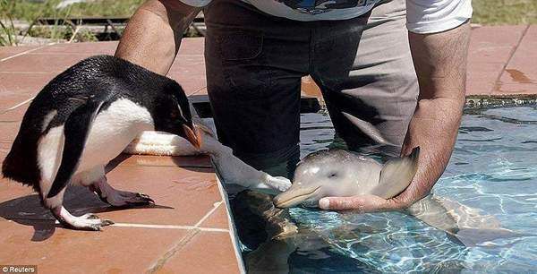 Неймовірні факти про дельфінів. Фото, що зачаровує. Шалено розумні створіння.