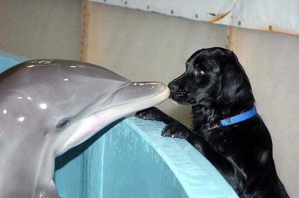 Неймовірні факти про дельфінів. Фото, що зачаровує. Шалено розумні створіння.