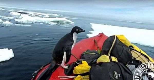 Пінгвін, який застрибнув в човен до вчених, став новою зіркою мережі. Науково-дослідна станція австралійських вчених Кейсі розташована в затоці Вінсенес на Землі Уїлкса в Східній Антарктиді