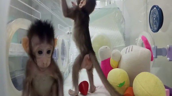 У Китаї вперше у світі клонували мавп (відео). Генетикам вдалося створити дві копії мавпи з допомогою тієї ж методики, за допомогою якої клонували овечку Доллі і інших ссавців.