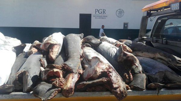 Страшна знахідка: у Мексиці посеред траси знайшли 300 мертвих акул. В усіх тварин були відрізані плавці.