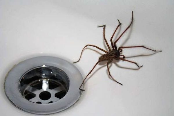 А ви це знали? Чому не можна вбивати павуків у будинку?.  Кажуть, що вбити павука - накликати на себе біду. Але звідки пішло це марновірство, хто його придумав?