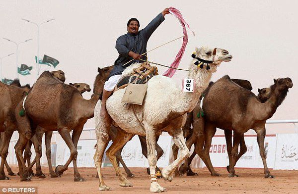 Важко повірити, із-за чого виключили верблюдів з конкурсу краси в Саудівській Аравії, хоча може там це звичайна справа. Тварини були виключені з участі у фестивалі «King Abdulaziz Camel Festival», що відбувається поблизу Ер-Ріяда за суворе порушення правил конкурсу краси.