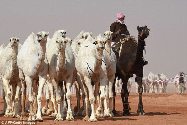 Важко повірити, із-за чого виключили верблюдів з конкурсу краси в Саудівській Аравії, хоча може там це звичайна справа. Тварини були виключені з участі у фестивалі «King Abdulaziz Camel Festival», що відбувається поблизу Ер-Ріяда за суворе порушення правил конкурсу краси.