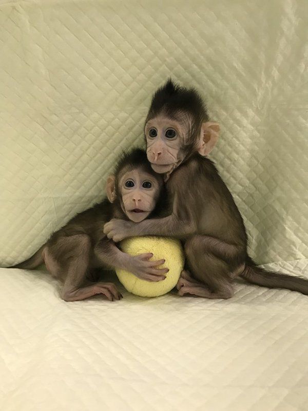 Вчені вперше клонували мавп, як овечку Доллі. Китайські дослідники стали першими, кому вдалося клонувати макак, використовуючи метод, застосований у випадку зі знаменитої вівцею Доллі. Ця подія, як можна було очікувати, породило цілий ряд етичних питань.