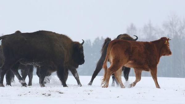 Корова втекла від господаря в Біловезьку пущу. Зубри її прийняли і захистили. Голлівудська історія на кордоні Польщі та Білорусі.