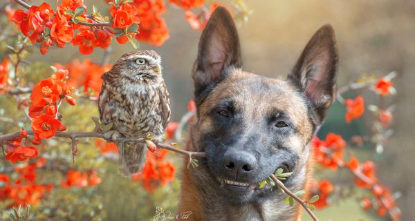 Фантастична історія дружби сови і собаки. Очей не відірвати! (фото). Інго і Польді — кращі друзі і не важливо, що вони відносяться до різних видів. Пес і сова завжди разом і люблять один одного.