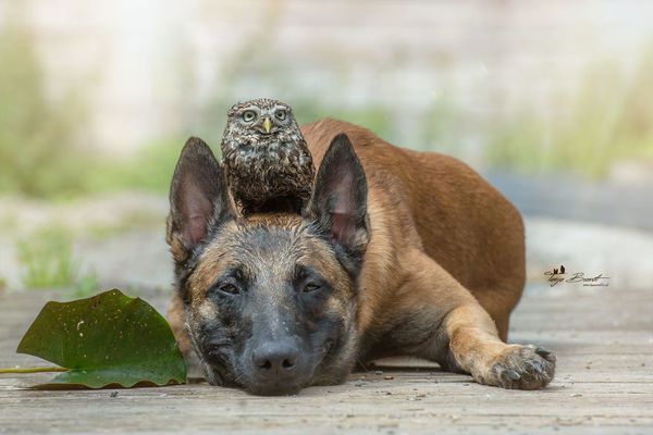 Фантастична історія дружби сови і собаки. Очей не відірвати! (фото). Інго і Польді — кращі друзі і не важливо, що вони відносяться до різних видів. Пес і сова завжди разом і люблять один одного.