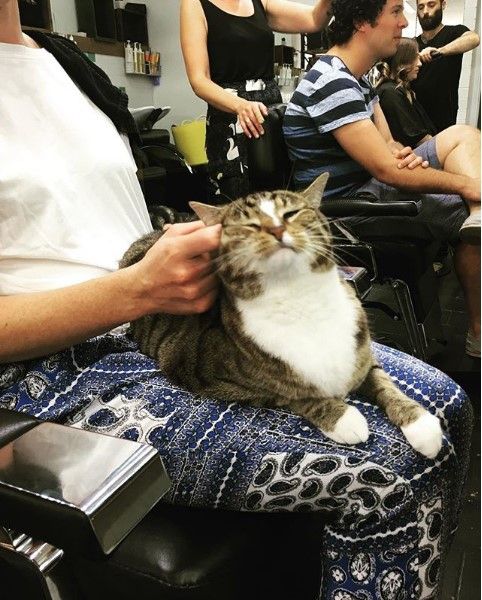 Мережу підкорив пухнастий працівник перукарні. Штатна кішечка у перукарні Бетті Бо гріє відвідувачам коліна і серця