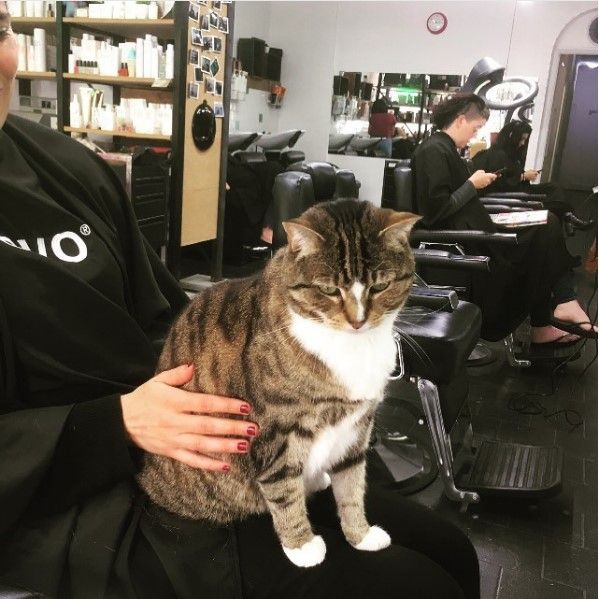 Мережу підкорив пухнастий працівник перукарні. Штатна кішечка у перукарні Бетті Бо гріє відвідувачам коліна і серця