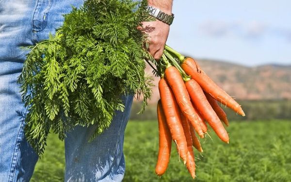 Незвичне використання звичного продукту! Це дуже корисно!. Про те, що морква корисна і дуже багата бета-каротином ми знаємо з дитинства. Але звичайна городня морква таїть у собі масу сюрпризів — так, у країнах ЄС вона офіційно визнана... ФРУКТОМ! Навряд чи ти це знаєш! 
