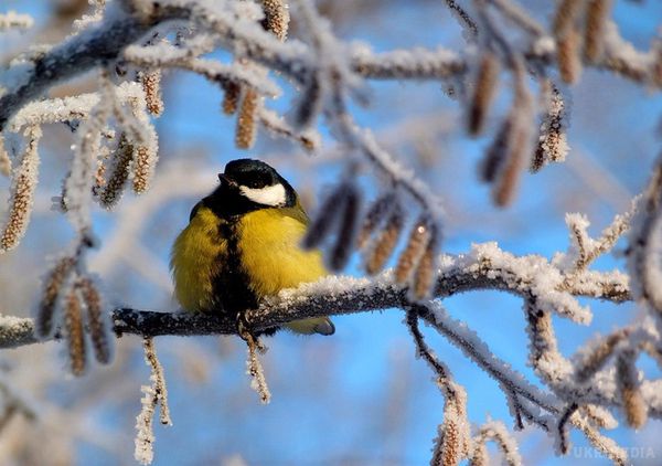 Прогноз погоди в Україні на сьогодні 28 січня: потепління, місцями сніг. На територію України 28 січня почне надходити відносно тепла повітряна маса, очікується невеликий мокрий сніг, на дорогах ожеледь.